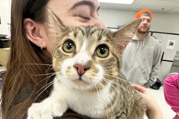 Adorable rescue cat breaks Guinness World Record with 'unbelievable' 28 toes