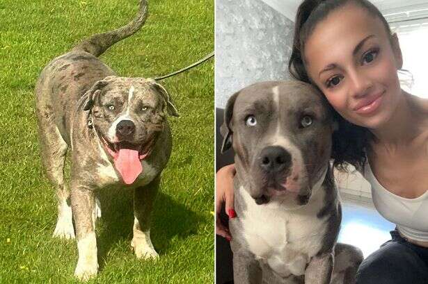 Dog owner convinced armed cops 'executed' her XL Bully arrested over 'witness intimidation'