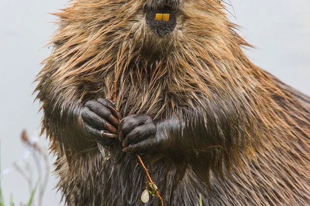 Beaver lovers secretly releasing them under the cover of darkness are doing ‘God’s work’