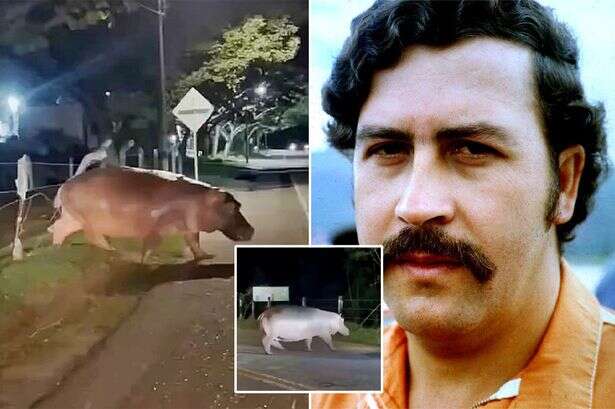 Terrifying moment Pablo Escobar's cocaine hippo rampages across road in Colombia