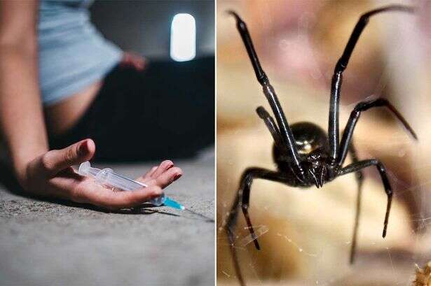 Woman injects black widow venom to get high and nearly dies in hospital