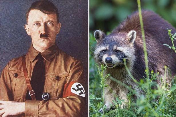 Nazi racoons run riot in German city but hunters refuse to lay down their arms