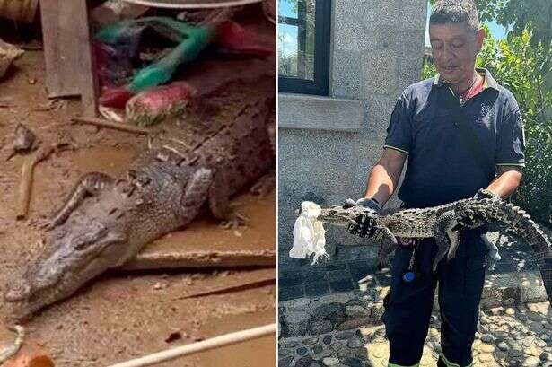 Hurricane John frees 40 crocodiles now on the prowl after tearing through sanctuary