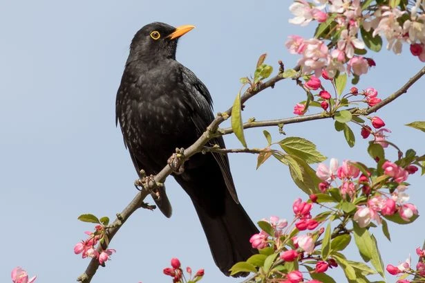 Warning for Brits with blackbirds in their garden as deadly disease spreads rapidly