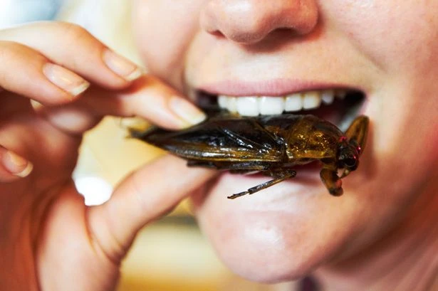 Insects will never replace meat as food because of the 'Yuck Factor', say experts