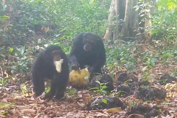 Wild chimps filmed sharing 'boozy' fruit to 'bond' like humans do with our beers