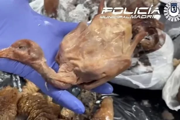 Chinese restaurant closed down by cops for serving street pigeon as 'roast duck'
