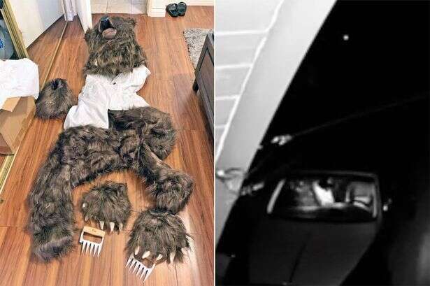 Guy dressed in a bear costume faked attacks on cars in wild insurance scam