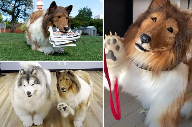 Man with £12k dog suit may cancel 'zoo' where people dress as animals after 'no bookings'