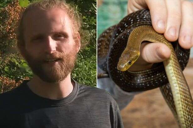 Brit uni student discovers breed of 'hidden' snake that likes to live in attics