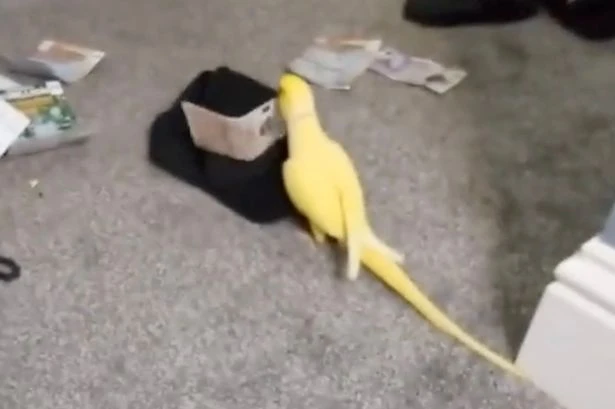 Parrot put drugs gang behind bars after videos emerged of it squawking drug-related slang