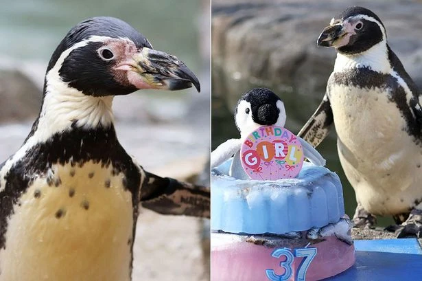 World's oldest penguin celebrates with cake made of just two things, aged 37