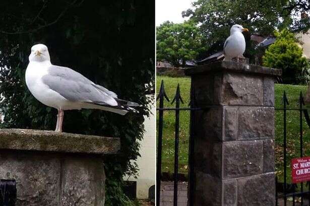 Seagull 'Steven Seagal' who targets tourists in seaside town perches on same wall to launch attacks