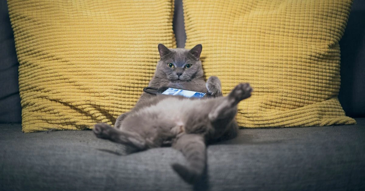 Vet says there are three ways so show cats love – and one thing you must not do