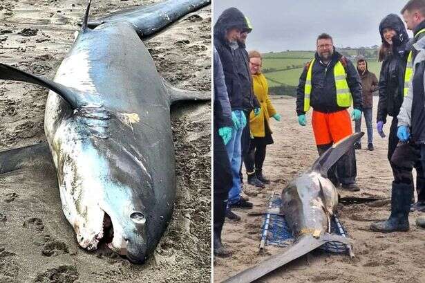 Fury as huge 11ft shark washes up on UK beach