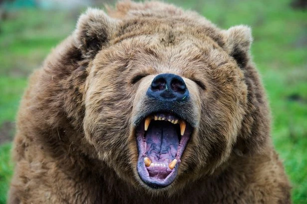 Bears take over national park as ‘screams heard over lake’ in month of attacks