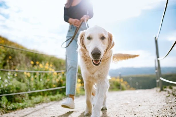 Dogs have more pals than we do - and have much better social lives