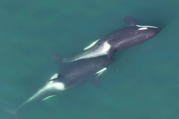 Orcas make seaweed tools to scratch each other’s backs, new research finds