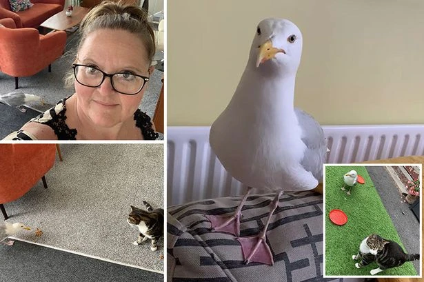 Lothario seagull named Colin is 'king' of Blackpool B&B where guests book in just to meet him