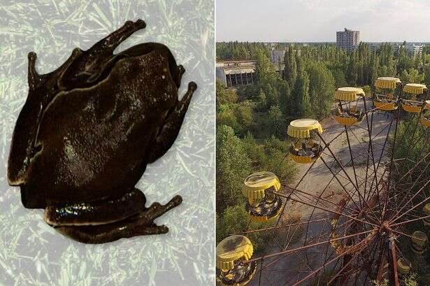 Mutant black frogs found in Chernobyl suggest humans could return to radiation zone