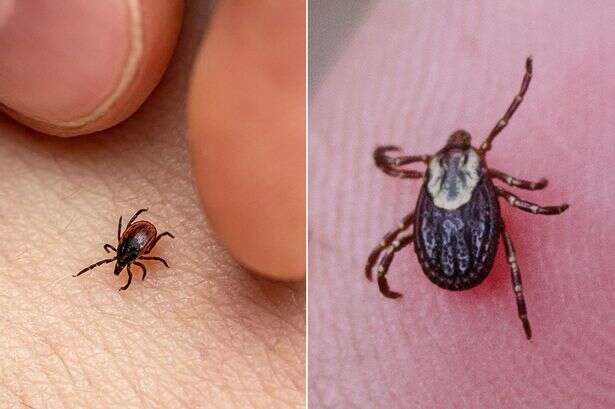 Brits warned of bitey vampire ticks as pests carry killer brain disease