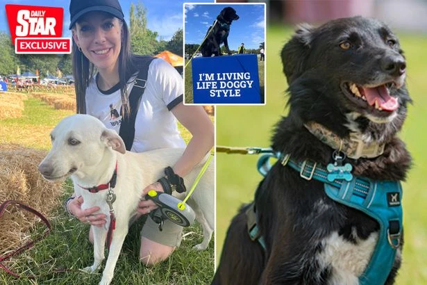 Dog stabbed and left for dead renamed 'Hope' after she makes miraculous recovery