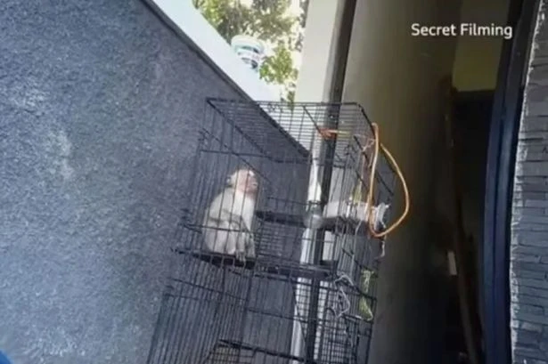 Brit mum who joined 'Torture King' in vile monkey cruelty gang sent warning by locals