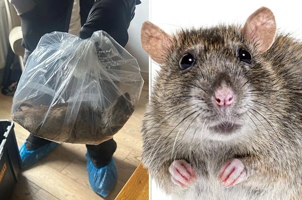 Rats the size of cats invade UK town as beasts come up through toilets