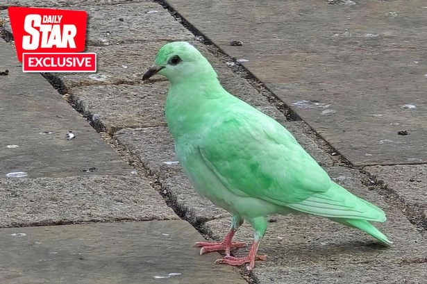 RSPCA say 'don't disturb' bright green pigeon locals dub 'radioactive'