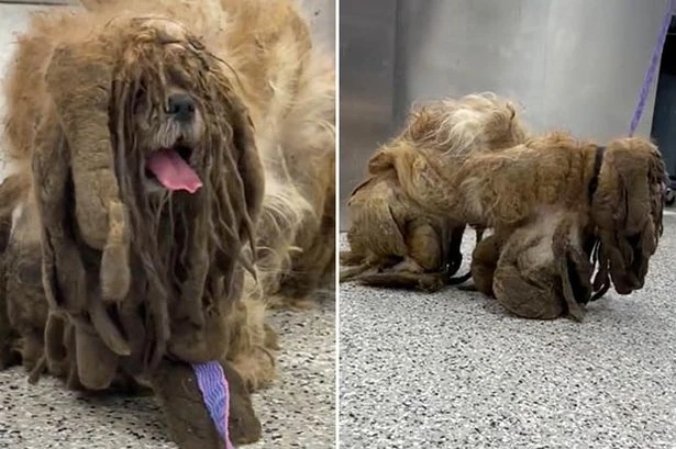 Abanonded shaggy dog that looked like 'Frank from Shameless' transformed at groomers