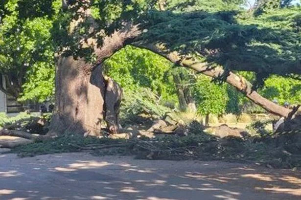 Girl, 7, dies as another in critical condition as tree collapses in park