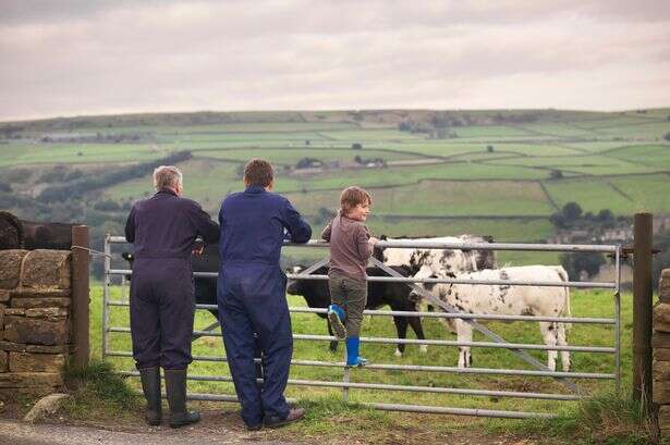 Brits encouraged to sniff cows by experts who say it's udderly brilliant for your health