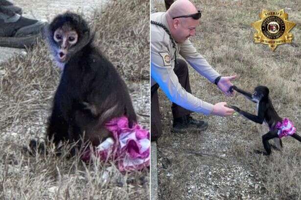 Scantily-clad monkey in tutu gives odd display to motorists after going 'bananas'