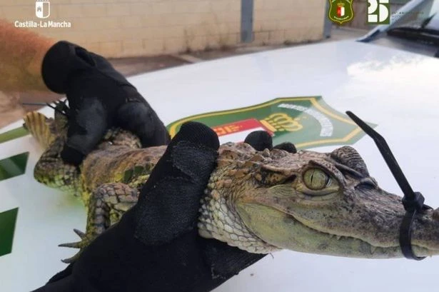 Panicked tourists flee as 3ft crocodile spotted in water at popular holiday resort