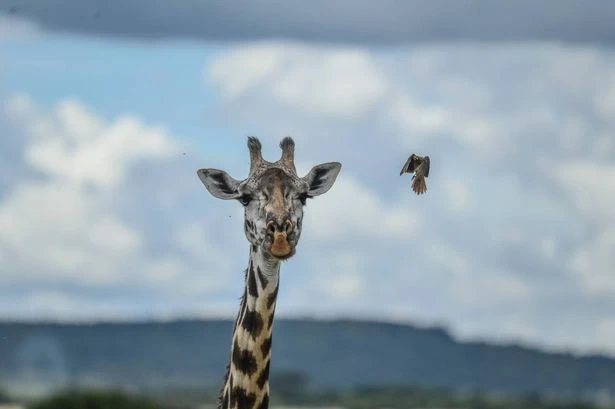 Award-winning filmmaker's horror death as he's headbutted by giraffe called Gerald