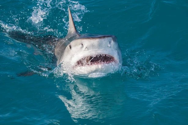 Couple's horror final moments in shark-infested waters after boat tour forgot about them