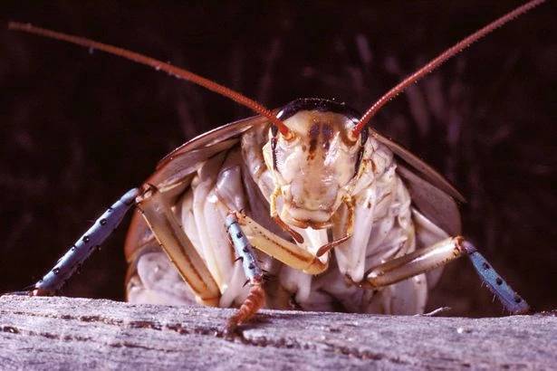 'Mutant' cockroach invasion hits UK city as pests breed in Wi-Fi routers and plug sockets