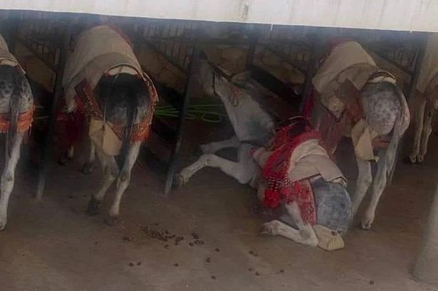 Brit tourists outraged over 'emaciated' donkeys used for rides in Spanish hotspot