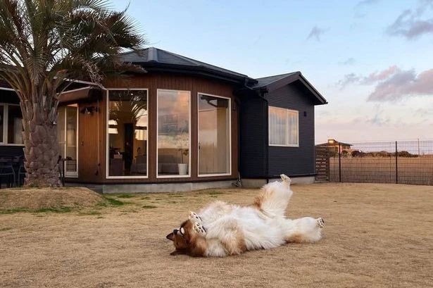 Man who spent £12,480 to become a dog confirms human zoo is going ahead afterall