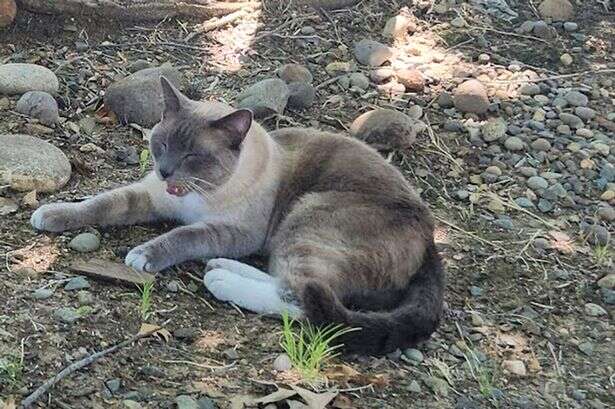 Missing cat makes 900-mile journey home over two months - and how he did it is a mystery