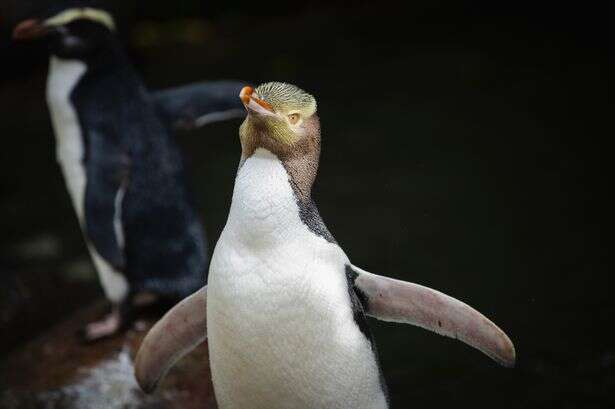 Shy penguin wins New Zealand's bird election without 'foreign interference scandals'