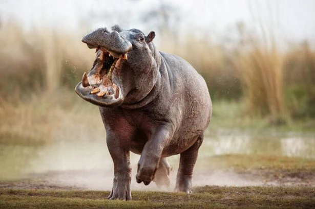 Gruesome final moments of man mauled to death by pet hippo he treated 'like a son'