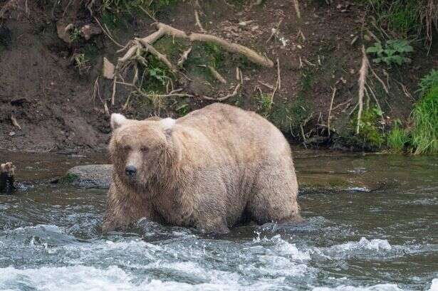 Fat Bear Week comes to thrilling conclusion as mother defeats beast that killed her son