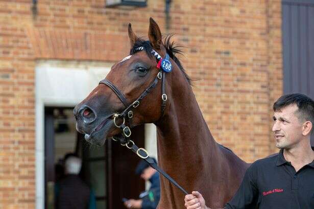 Aidan O'Brien plans to unveil £2.1m racehorse with Ryan Moore ready and waiting