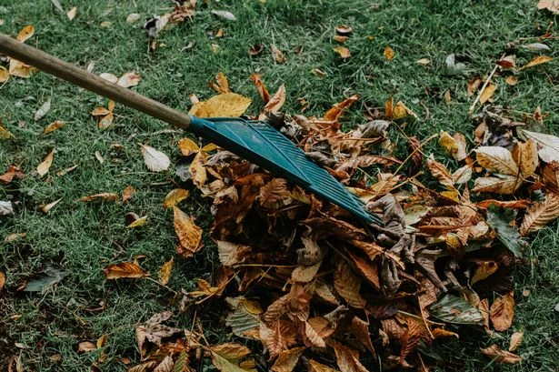 Only those with super vision can spot kitten hiding in leaves within 10 seconds