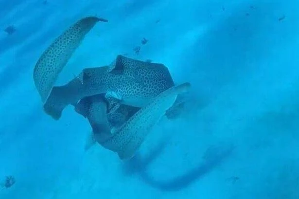 Sharks spotted having threesome as they're seen mating in wild for first ever time