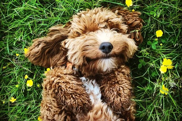 Dog trainer shares 'clear' sign your pet displays if they're happy