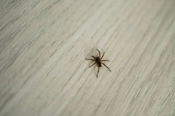 Spiders stay out of your home during mating season if you do three things