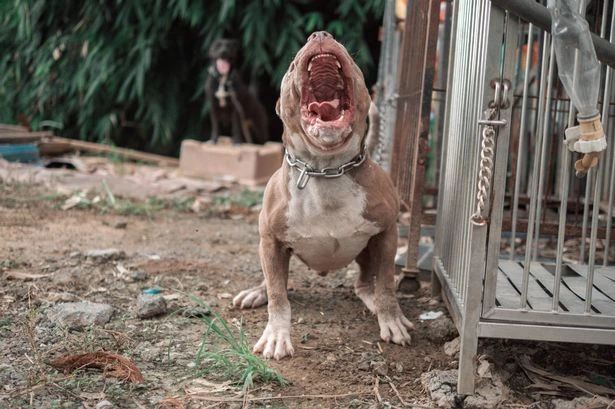 Shelter horror as savage pitbulls maul worker to death in brutal attack
