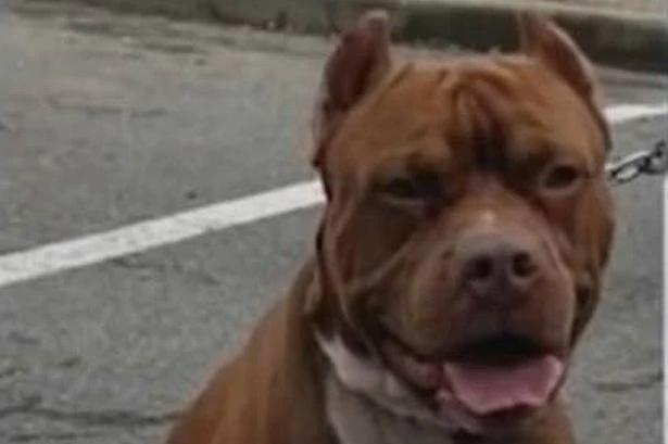 Husband's horror discovery as he comes home to find pet dog feasting on his wife's corpse